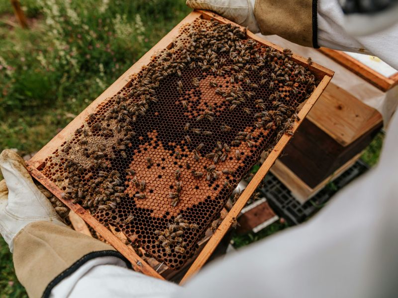 Rûches Chaillot Saintes