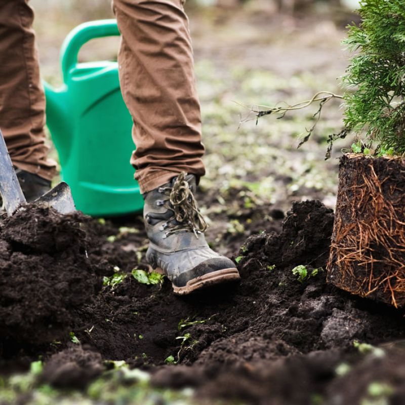 Plantation d'arbres