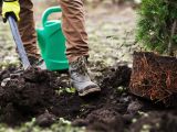 Plantation d’arbres