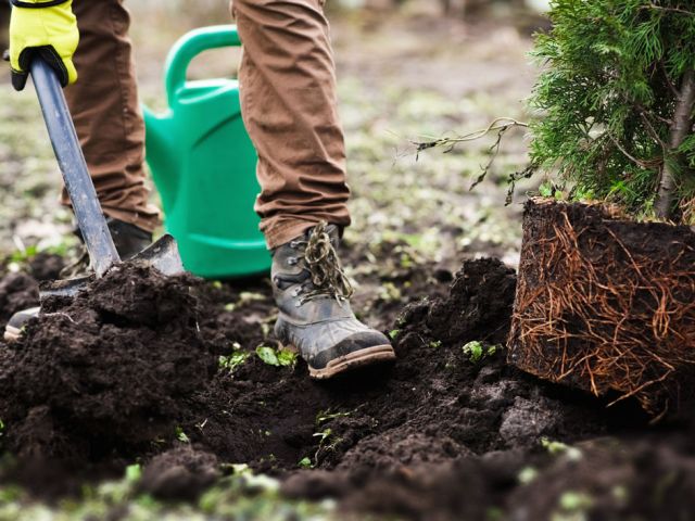 Plantation d'arbres