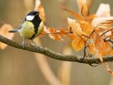 Jardin refuge LPO