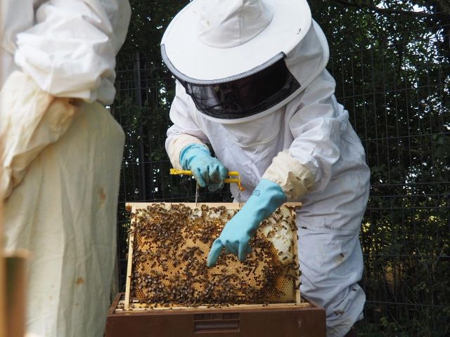 Le Chaillot Rucher Pédagogique